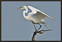 Great Egret 6244